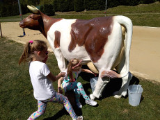 pronájem plastové krávy