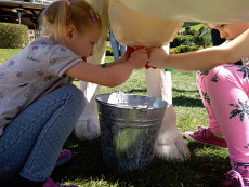 pronájem simulátoru dojení