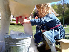 zapůjčení plastové krávy